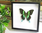 butterflies for sale Australia Bits and Bugs