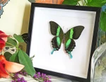butterflies for sale Australia Bits and Bugs