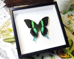 butterflies for sale Australia Bits and Bugs
