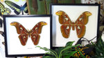 Attacus atlas male and female