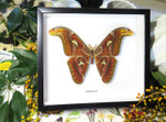 Attacus atlas
