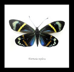 Framed Moths Eterusia repleta Bits & Bugs 