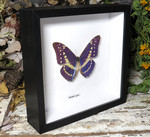  Morpho cypris 
