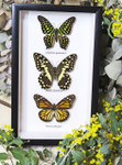 Australian butterflies framed Bits and Bugs