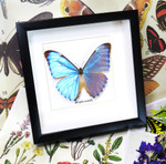Morpho aurora aureola