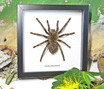 spider arachnid insect Acanthoscurria juruenicola  Bits & Bugs  