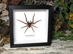 Rhytimna pahangensis