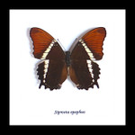 Bits & Bugs  Siproeta epaphus