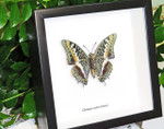Framed butterflies Charaxes castor Bits & Bugs 
