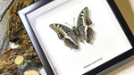 Framed butterflies Charaxes castor Bits & Bugs 