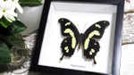 insect butterfly entomology taxidermy specimen Papilio hesperus Bits & Bugs 