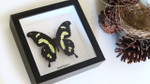 insect butterfly entomology taxidermy specimen Papilio hesperus Bits & Bugs 