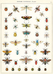 Gift wrap paper Bugs small  print 