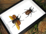 Eupatorus gracilicornis 