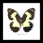 butterflies Australia for sale framed shadowbox real butterfly Papilio euchenor Bitsbugs