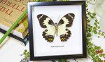 butterflies Australia for sale framed shadowbox real butterfly Papilio euchenor  Bits & Bugs 