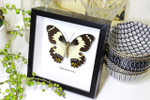 butterflies Australia for sale framed shadowbox real butterfly Papilio euchenor  Bits & Bugs 
