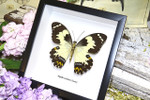 butterflies Australia for sale framed shadowbox real butterfly Papilio euchenor  Bits & Bugs 