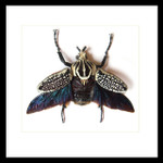 Goliath orientalis African beetle Bits & Bugs 