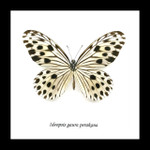  Butterfly Ideopsis gaura perakana Bits & Bugs