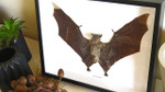 Eonycteris spelaea bat ( restock mid April )