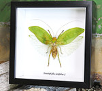 Pseudophyllus neriifolius Bits & Bugs 