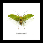 Pseudophyllus neriifolius Bits & Bugs 