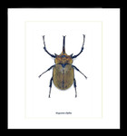 Beetle Megasoma elephas Bits & Bugs