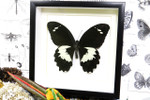 Real butterfly in shadowbox Papilio gambrisius Bits & Bugs