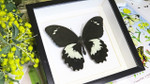 Real butterfly in shadowbox Papilio gambrisius Bits & Bugs