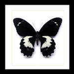 Real butterfly in shadowbox Papilio gambrisius Bits & Bugs
