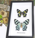 Australian moth Alcides metaurus Bits & Bugs 