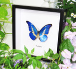 Blue butterfly Morpho rhetenor helena Bits & Bugs 