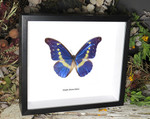 Morpho rhetenor helena