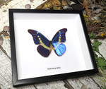 Morpho rhetenor helena