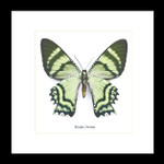 moth for sale blue butterfly lepidoptera Alcides orontes Bits & Bugs 