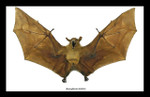 Macroglossus minimus bat 