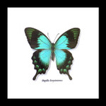  papilio lorquinianus 