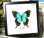  papilio lorquinianus 