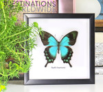  papilio lorquinianus 