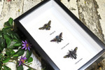 moth butterfly taxidermy insect entomology saturnid