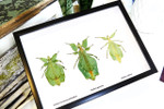 Phyllium leaf insect Bits & Bugs