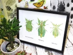 Phyllium leaf insect Bits & Bugs