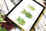 Phyllium leaf insect Bits & Bugs