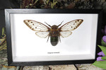 Pomponia intermedia