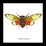 cicada bug insect for sale taxidermy Salvanza imperialis