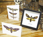 Insect bug bee butterfly dragonfly taxidermy entomology beetle moth
