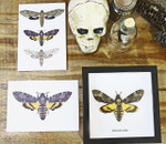 Insect bug bee butterfly dragonfly taxidermy entomology beetle moth