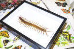 Centipede insect real Scolopendra subspinipes Bits & Bugs 