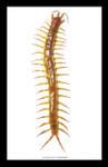 Centipede insect real Scolopendra subspinipes Bits & Bugs 